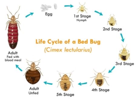 Bed Bugs Control Mumbai