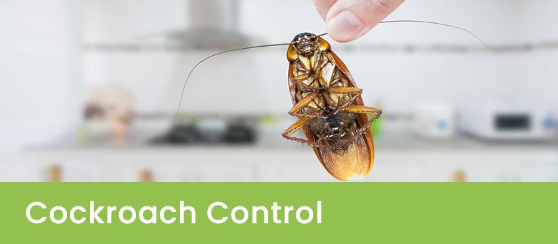 Cockroach Control Mumbai